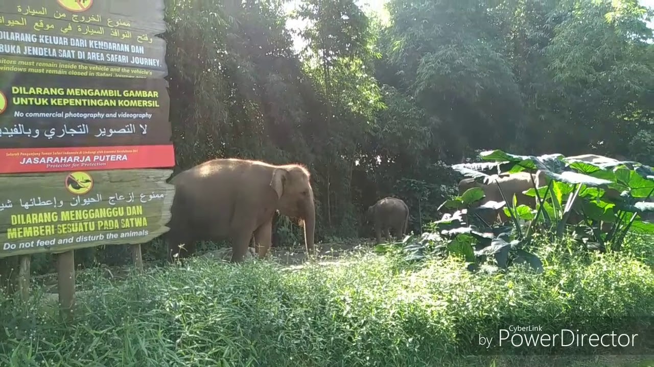 Taman Safari Indonesia YouTube