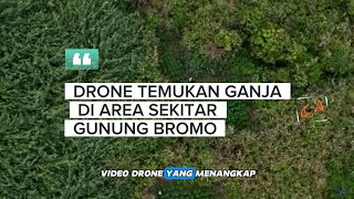 Drone temukan ladang ganja di area gunung Bromo
