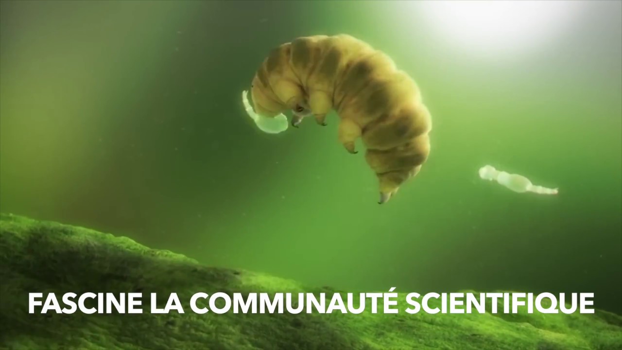 Le TARDIGRADE cet animal INVINCIBLE qui fascine YouTube