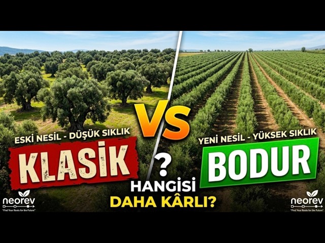 Arbequina Zeytin
