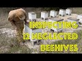 Unwrapping 12 neglected beehives  first inspection since  how are the honey bees