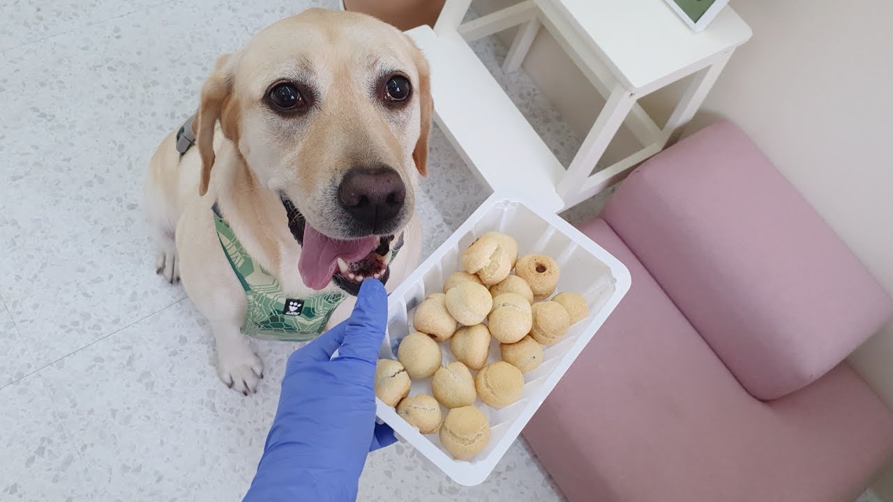 강아지 홈런볼 만들기/강아지 간식,홈메이드