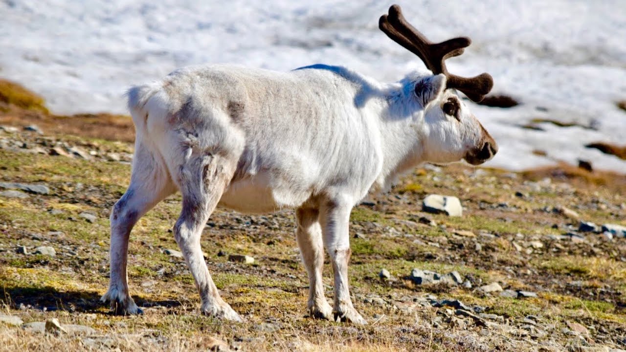 Svalbard - Icebergs, Puffins, Whales, Walrus
