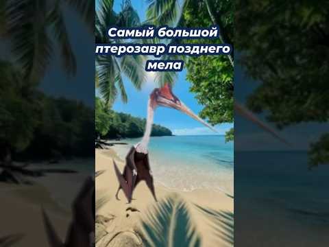 Самый большой птерозавр#Хацегоптерикс #Птерозавры #Динозавры #Палеонтология #ДревниеЖивотные#shorts