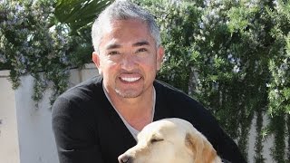'Dog Whisperer' Cesar Millan Investigated For Possible Animal Cruelty - Newsy