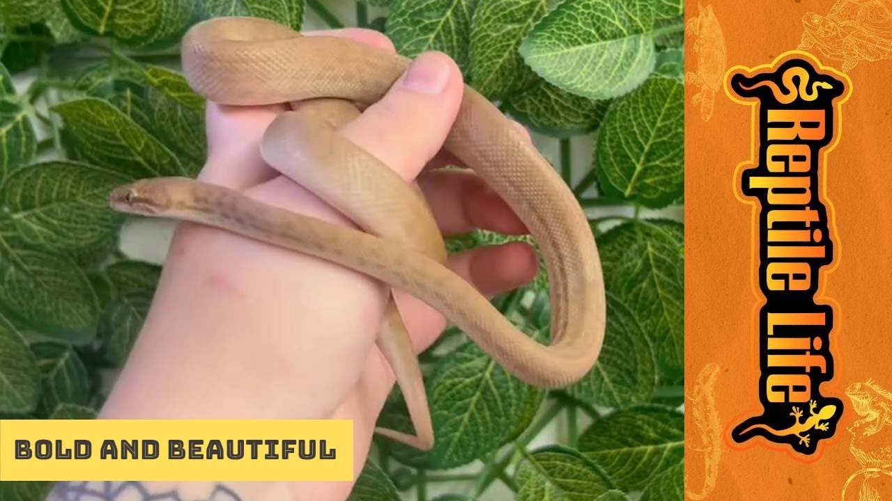 Stunning T+ Children’s Python | Reptile Life Hoppers Crossing
