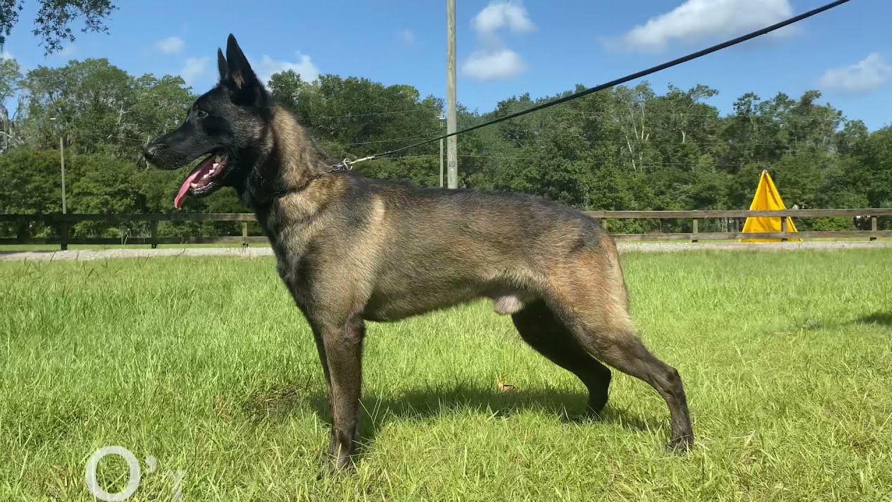 Jax Ot Vitosha Protection Trained Dog for sale