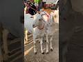 Desi Barbara #azharvlogs #goat #animals #youtubeshorts #shorts #trendingshorts #viralshorts #shorts