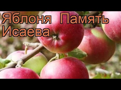 Яблоня поздняя Память Исаева (pamyat' isaeva) &#55356;&#57151; обзор: как сажать, саженцы яблони Память Исаева