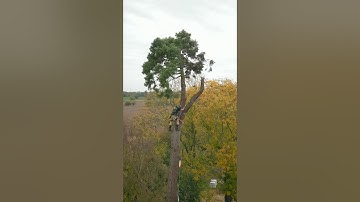 Rigging Sequoia logs. #arbortec #arborist #treework #rigging