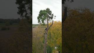 Rigging Sequoia logs. #arbortec #arborist #treework #rigging