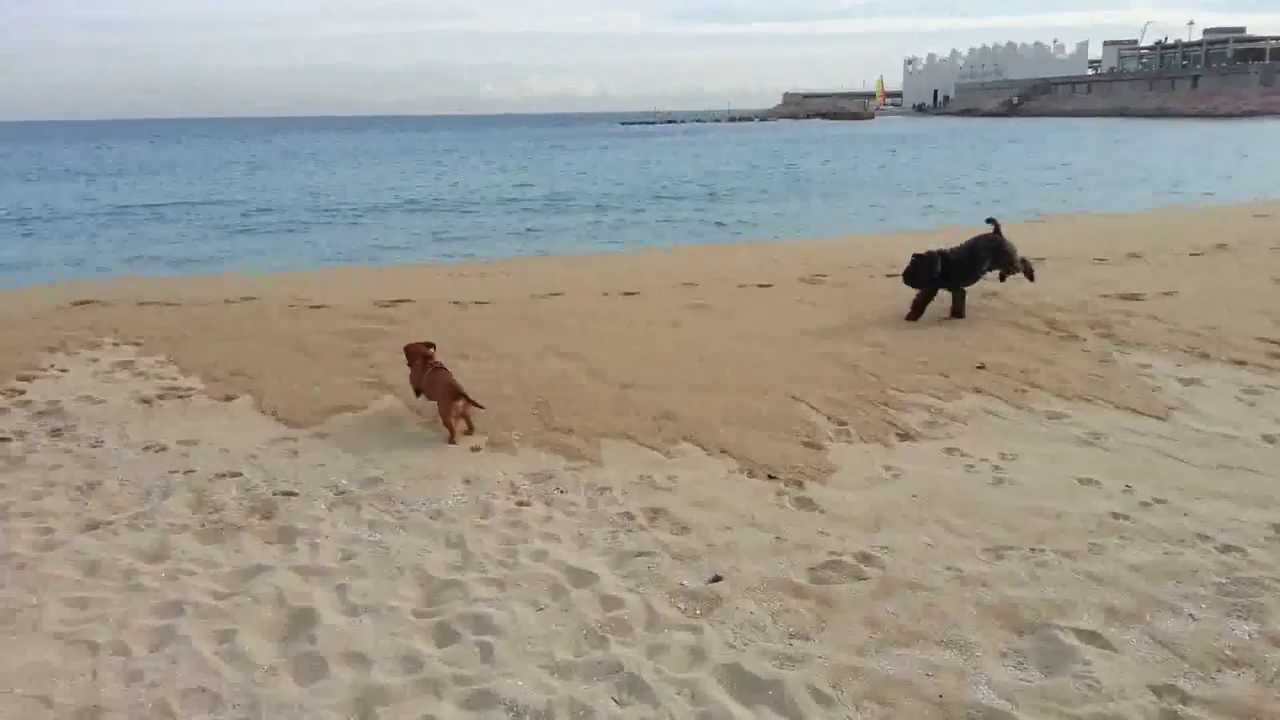 Vamos Ala Playa Calienta El Sol Chiribiribi
