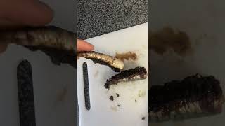 Big cod bait. Half small tail mackerel and wrapped with 2 black lug.