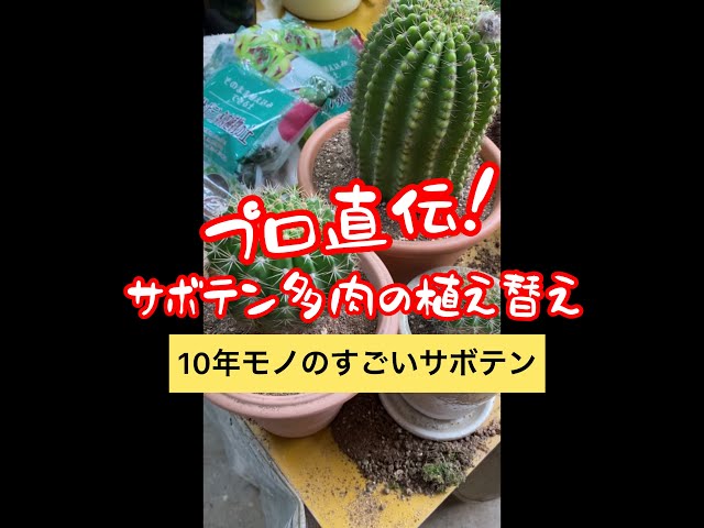 プロ直伝！】巨大サボテンと格闘！わかりやすい植え替え講座！ - YouTube