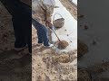 digging a certain part of the soil in a plant using a shovel#youtubeshorts