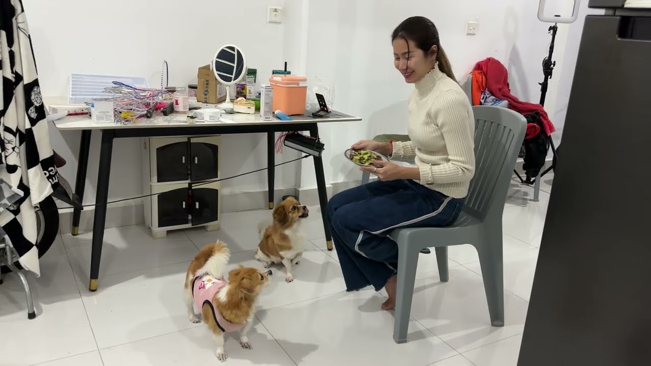 Cocking food for Kokoni dog