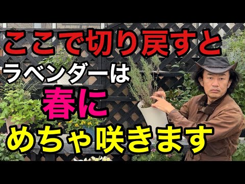 Learn the correct way to prune lavender that has withered in the