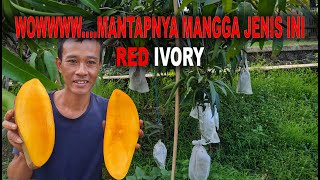 REVIEW MANGGA RED IVORY (MAS PUR)