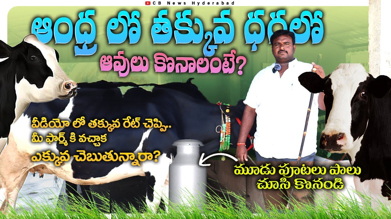తక్కువ ధరలో సూడి ఆవులు అమ్మకానికి కలవు | 9603812143 | HF Cows for sale in Andhra | CBNewsHyderabad