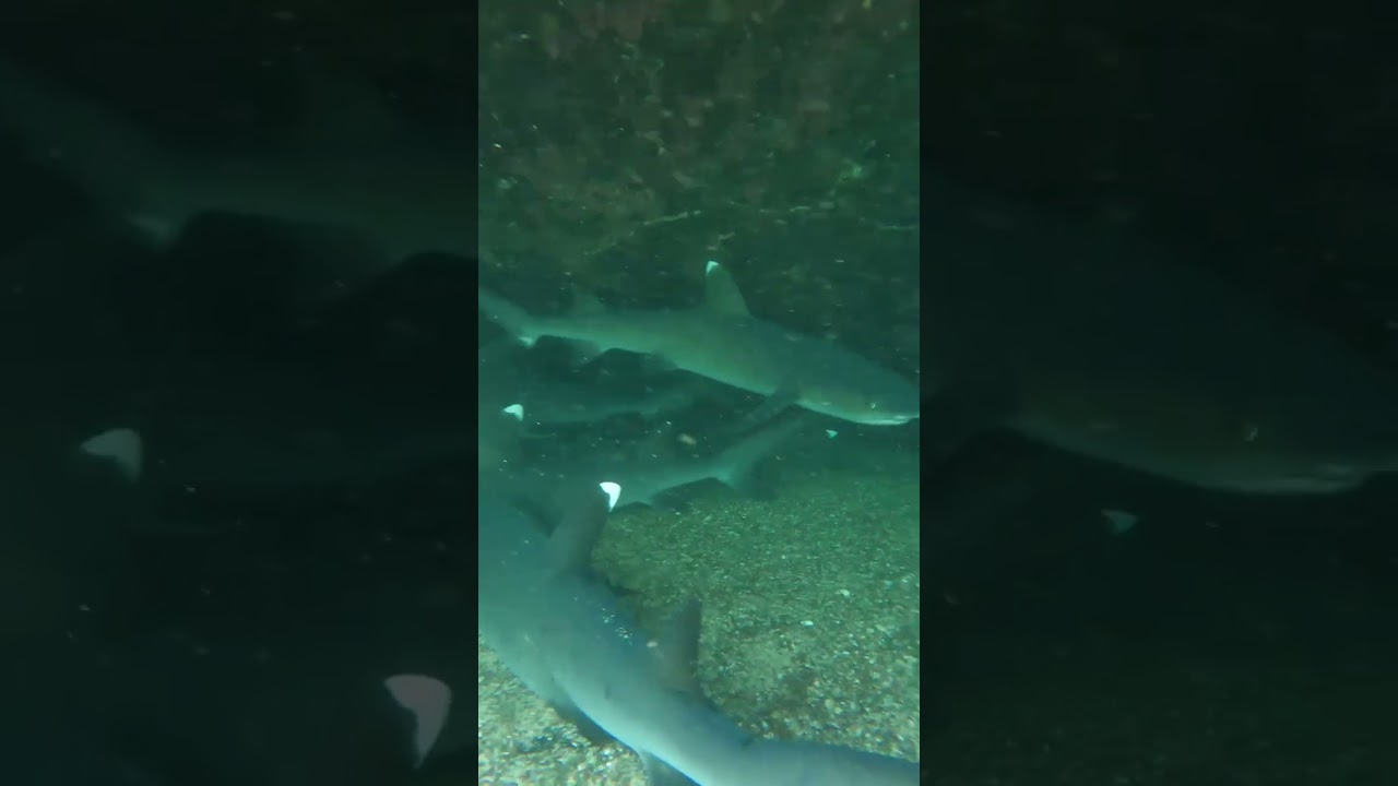 Sharks