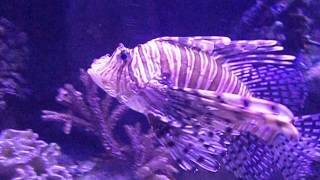 Морской аквариум в Анталии (Antalya sea aquarium)(, 2014-03-23T09:38:18.000Z)