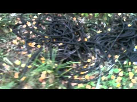 Прогулка в лесу