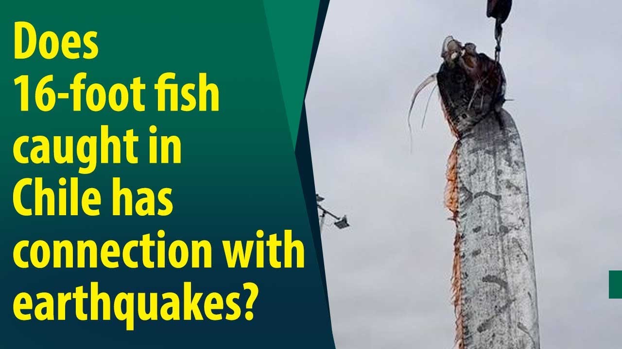 Giant oarfish caught in Chile, sign of an impending earthquake?