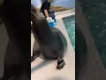 Beatbox🔥 #funny #fyp #seal