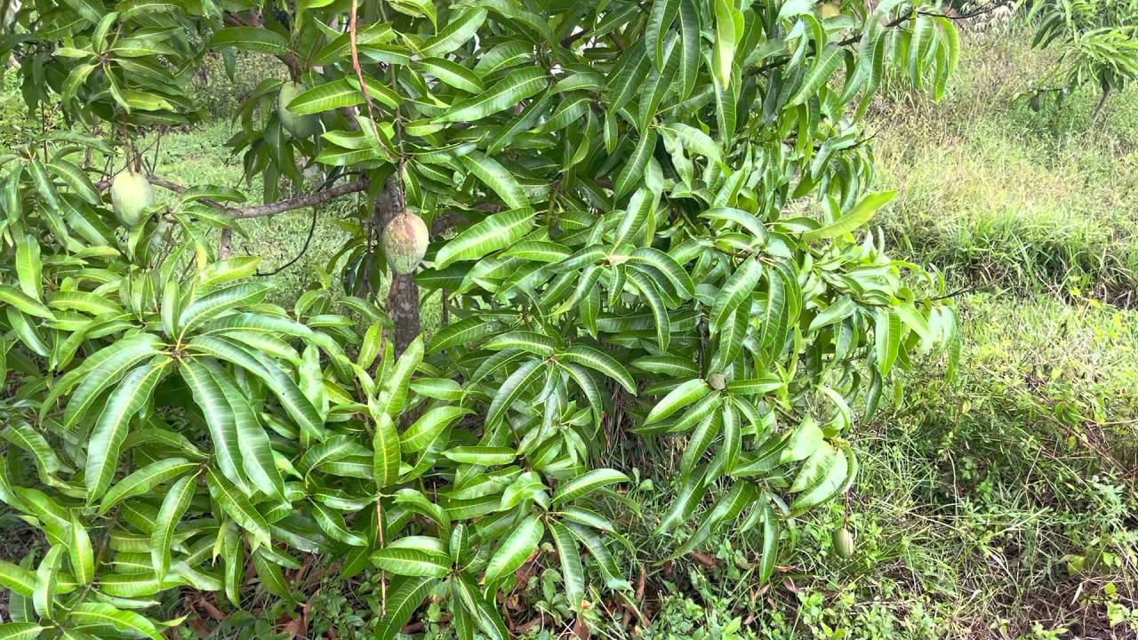Coconut Cream Mango, 2nd crop at Frog Valley Tropical Fruit Farm.