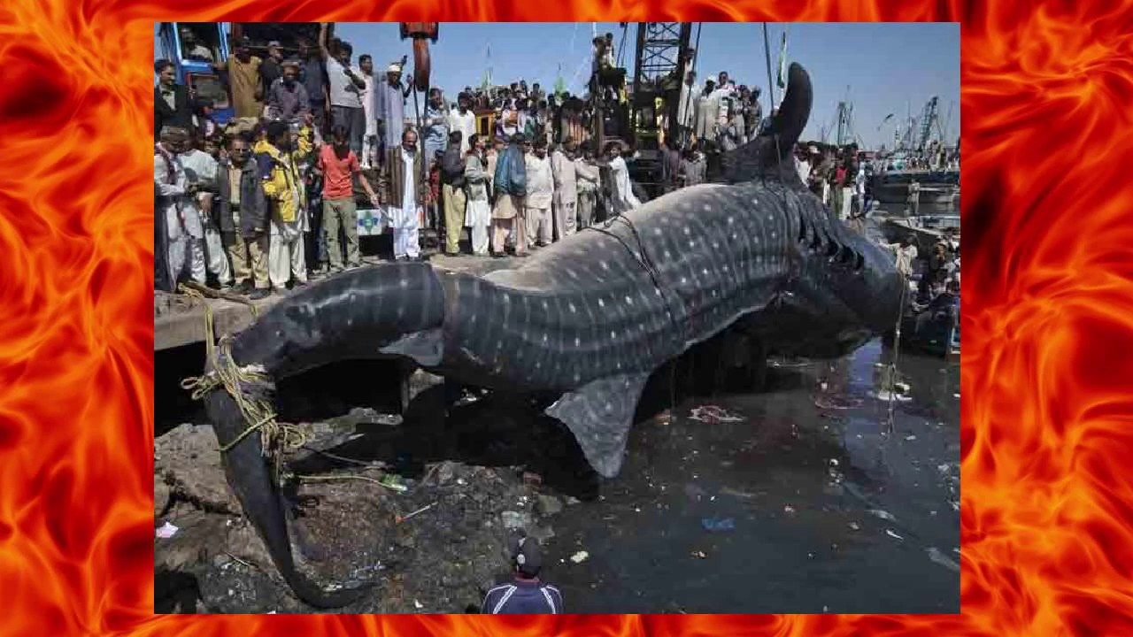 Старик и Море. Часть 2. - YouTube