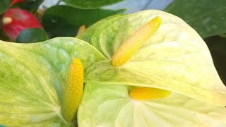 ලස්සනම ලස්සන වැනිලා යායක් හදලා අමතරව ලාභ හොයමු.