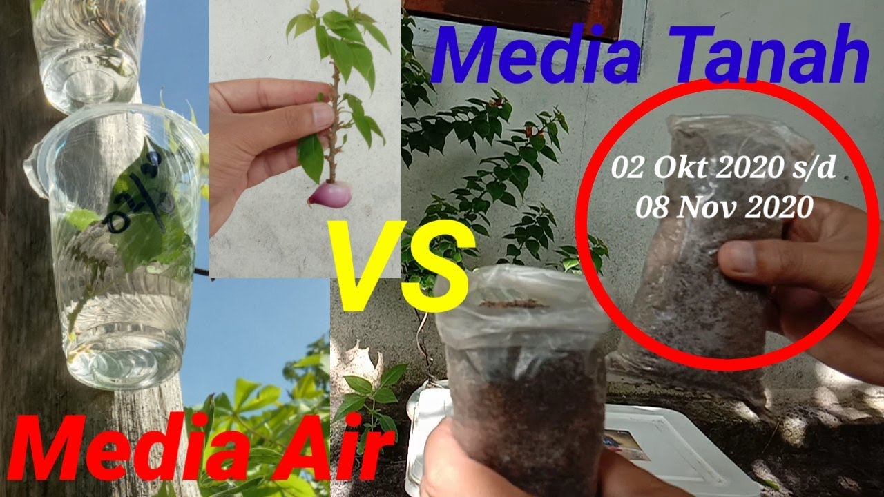 Stek Bougenville Media Air VS Media Tanah |Mana Yang Lebih Cepat Tumbuh