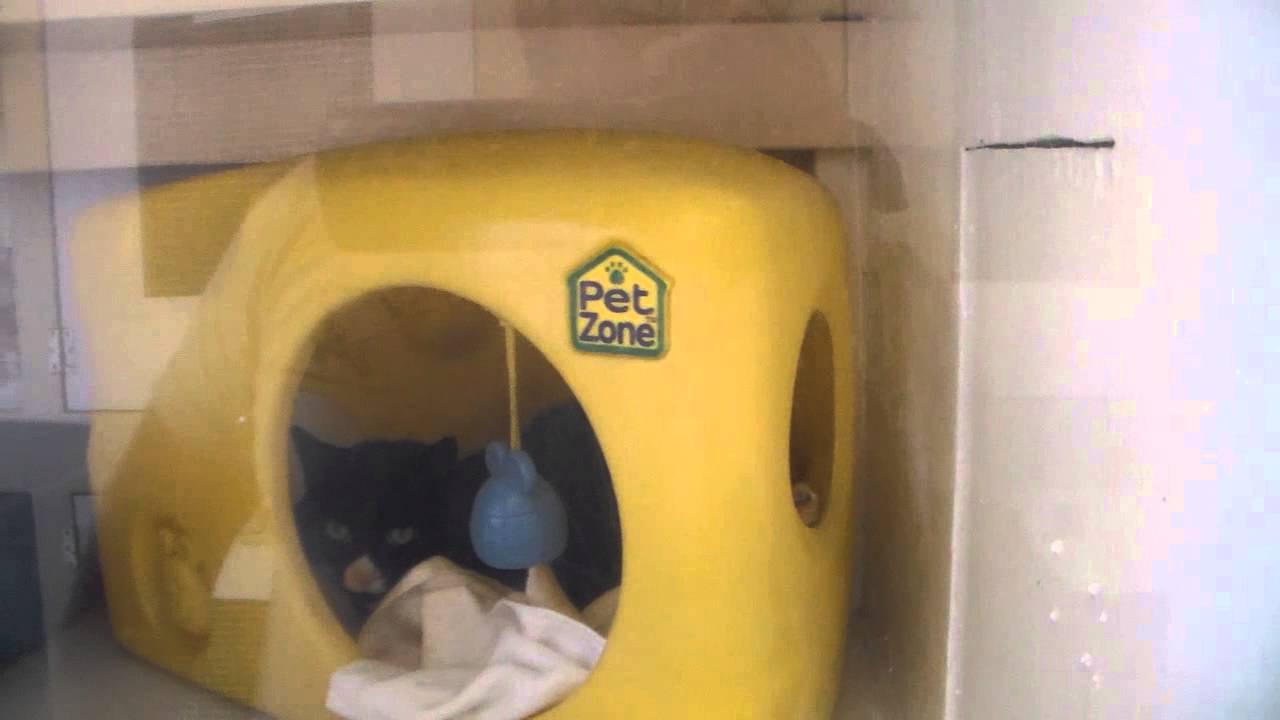 Pet Motel and Salon Cattery Tour, Charlottesville Virginia YouTube