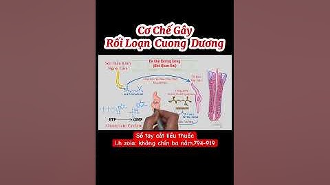 Cơ chế gây rối loạn cương dương | Rối loạn cương dương | Y Dược TV