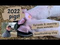 Moving the pigs outside | episode 2 | pig update | raising pigs for meat