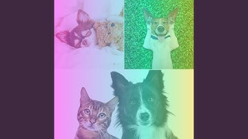 Pulsating Ambiance for Idle Pups