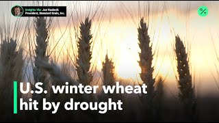 Arid weather in U S plains could push wheat prices higher