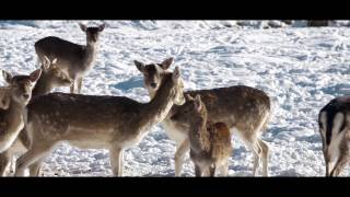 SmartFilmProjects: Nature in 4K | Winter 2017