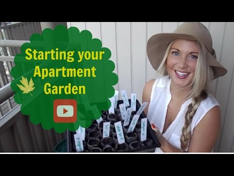 Видео: Как выращивать брокколи Уолтем 29: Посадка семян брокколи Уолтем 29