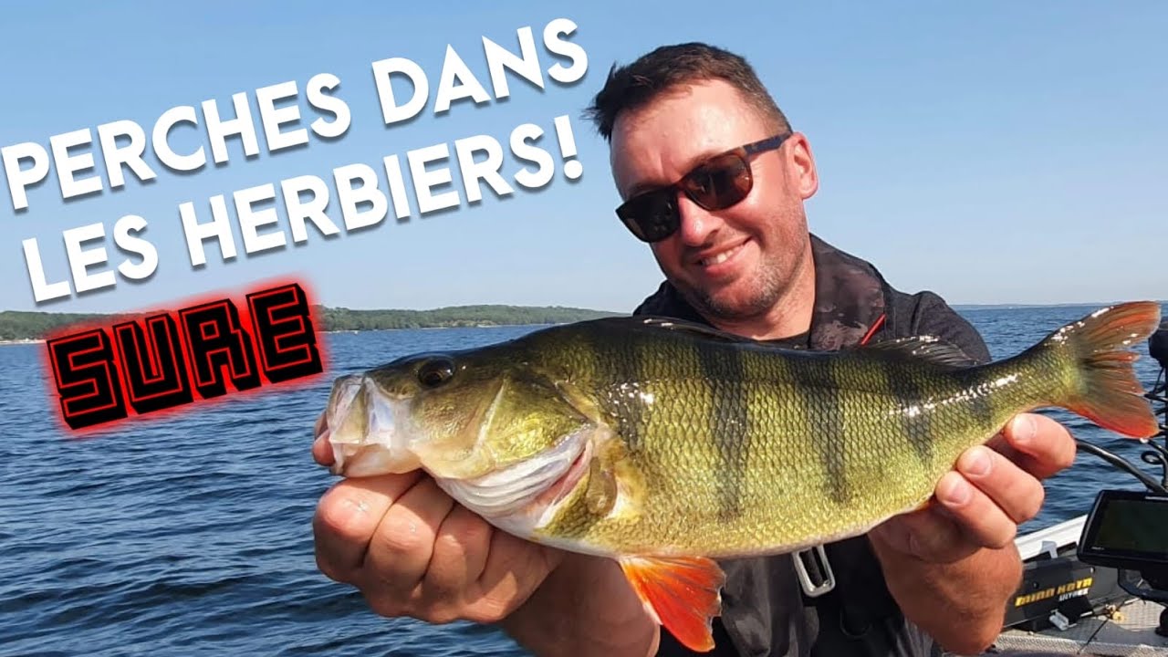Comment attraper les perches dans les herbiers ? Le truc sûr de Sylvain Legendre !