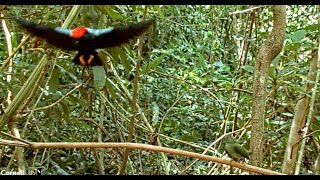 Success! Lance-tailed Manakin Display for Female = Multiple Copulations! | May 4, 2023