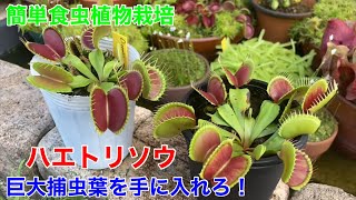 ハエトリソウ巨大捕虫葉への道！？ポイントは「特別感」と「信じる心
