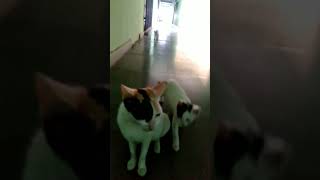 Download Lagu streetcat #yvideo# yviral #yshorts #SAJIRITA@ iba9 MP3