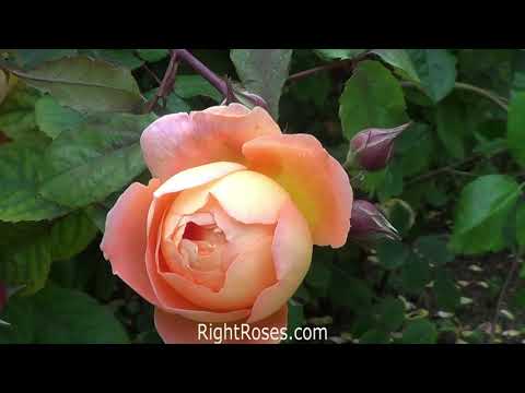 LADY EMMA HAMILTON ROSE REVIEW | THE RIGHT ROSES | DAVID AUSTIN 2005