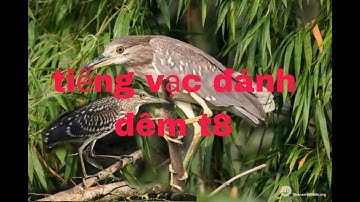 Tiếng vạc đánh lưới đêm 241 (2 loa bên gọi bên cắn)