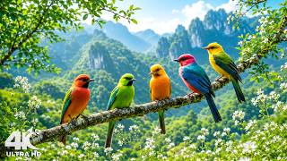 Singing Birds and Soft Rainfall 🐦 Relaxing Nature Ambience for Deep Rest & Inner Peace 🌿 screenshot 2