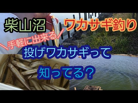 【ワカサギ釣り】柴山沼でワカサギ釣り！手軽に出来て以外と面白い！投げワカサギ釣りって知ってる？