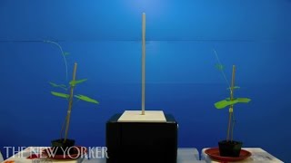 Plant Neurobiology - Commentary - The New Yorker