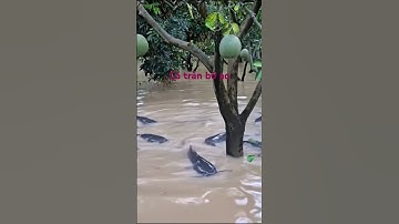 Xót xa khi nước ngập cá ra hết #shorts #fishing #amazing #funny #viral
