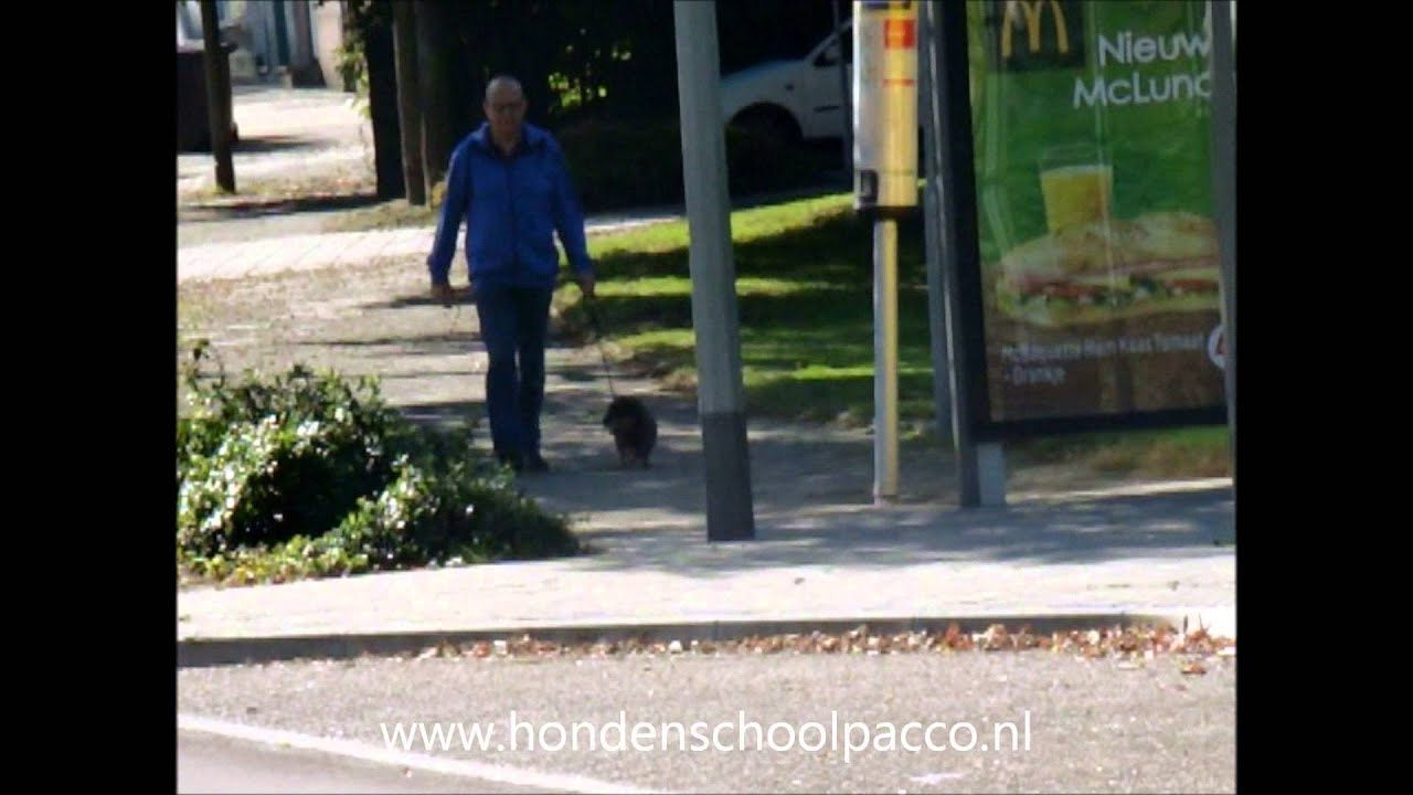 Resultaat gedragstherapie bij hondenschool Pacco